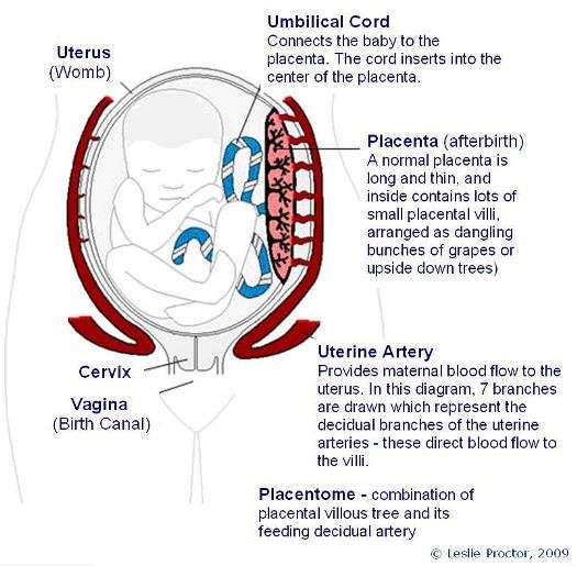 Placenta 101 Ontario Fetal Centre